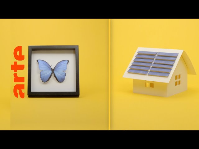 Was verbindet Schmetterlinge und Solarmodule? | Verknüpft | ARTE
