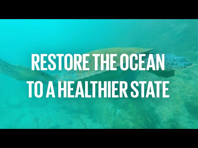 Protect and Restore our Ocean | Global Goals