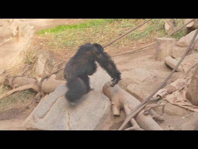 Schimpansen Aggressivität