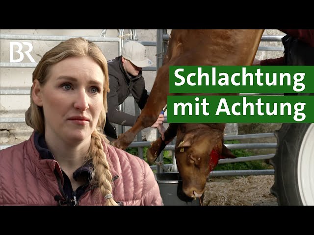Mobile Schlachtung mit Metzger am Bauernhof: Ein neuer Weg in der Landwirtschaft? | Unser Land | BR