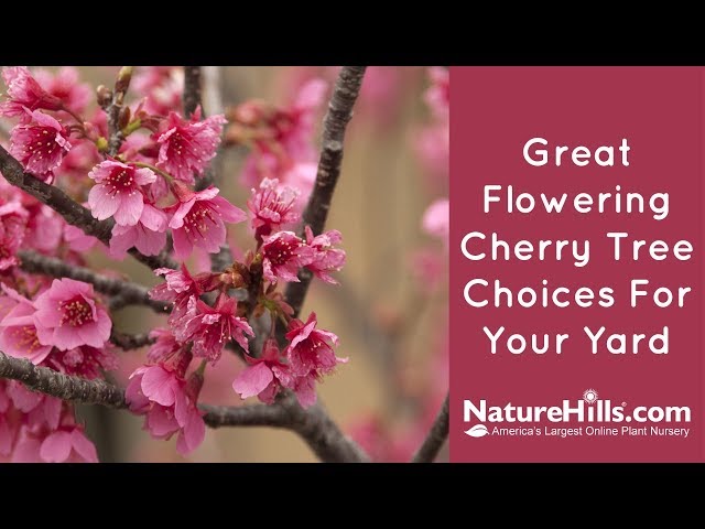 Top 4 Flowering Cherry Trees | NatureHills.com