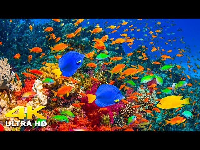 4K Stunning Underwater Wonders of the Red Sea + Relaxing Music - Coral Reefs & Colorful Sea Life