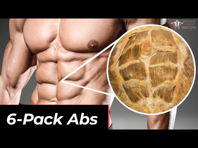The Anatomy of 6-Pack Abs: How They Work & How To Train Them