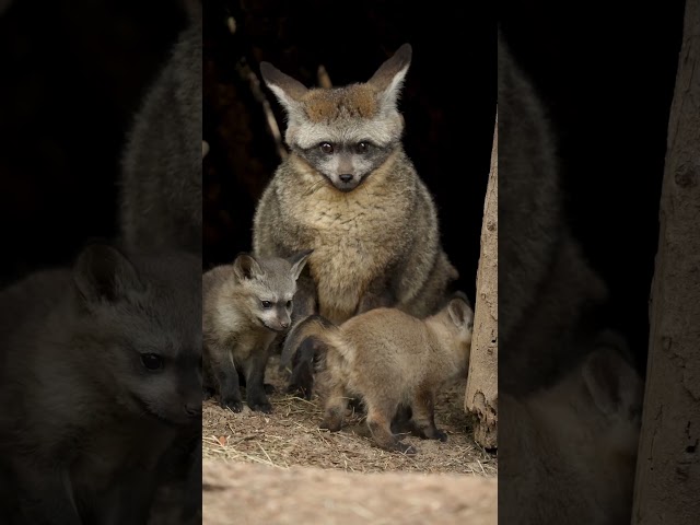 New Bat-Eared Fox Kits Explore