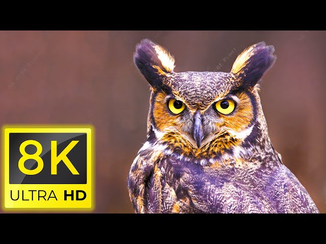 8K Birds - Amazing Beautiful Birds in The World in 8K ULTRA HD - Relaxing nature music ( 8K TV )