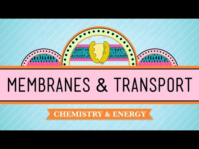 In Da Club - Membranes & Transport: Crash Course Biology #5