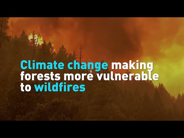 Climate change making forests more vulnerable to wildfires