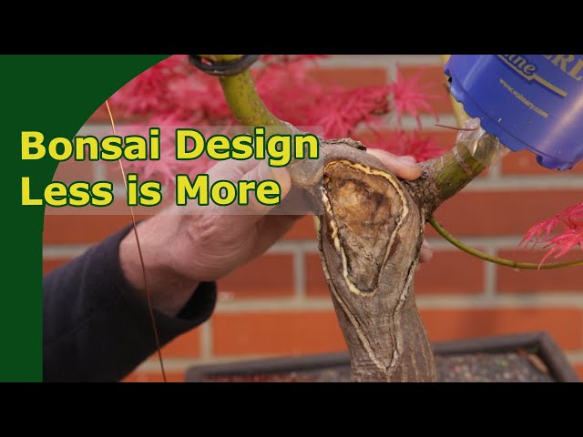 Large Japanese Maple | Wound Closing Technique | Redesign part 2