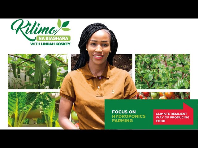 Growing plants without soil? Learn how hydroponics farming works! | Kilimo na Biashara