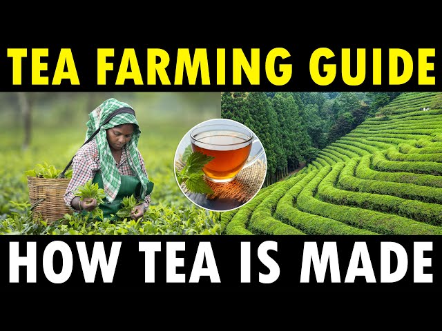 TEA FARMING / TEA CULTIVATION | How Tea Powder is Made