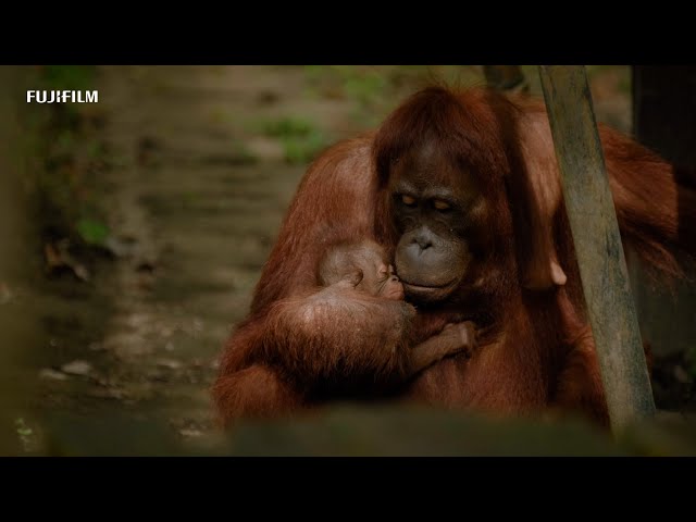 GFX100S: "Orangutan Sanctuary" x Beawiharta/ FUJIFILM