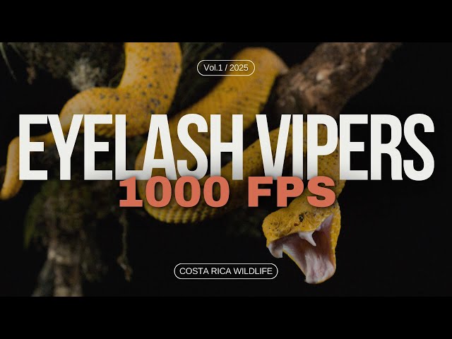 Jaw-Dropping Slow-Motion: Watch Costa Rican Eyelash Vipers Strike!