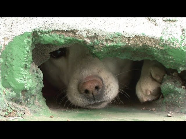 Rescue Of Dogs Living In The Eaves Of A Roof | Kritter Klub