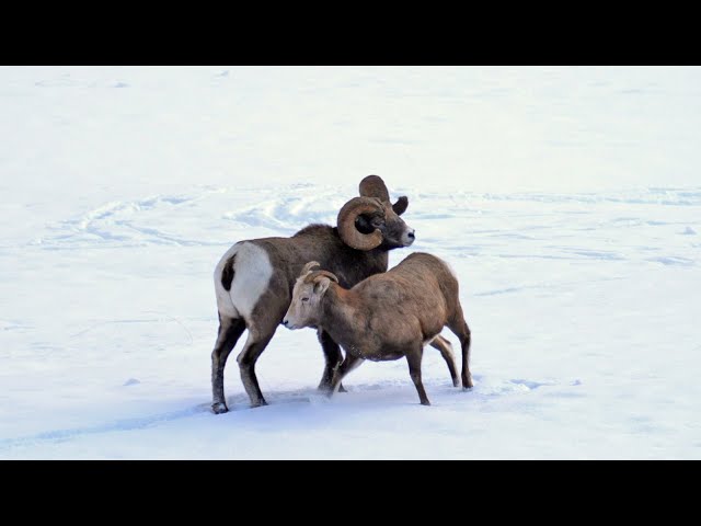 Bighorn Sheep Rams Get Energized as Rut Season Chemistry Changes