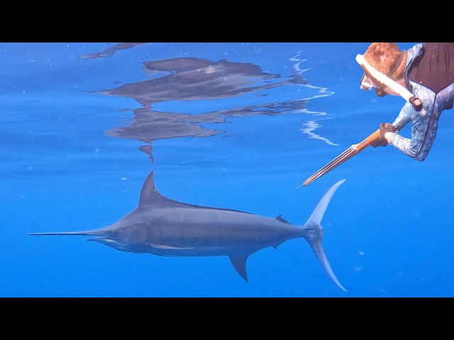 Spearfishing For Giant Tuna and Marlin! {Catch Clean Cook} Feeding the Village