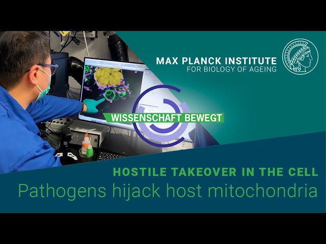 Hostile takeover in the cell: Pathogens hijack host mitochondria