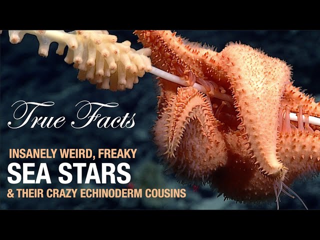 True Facts: Sea Stars