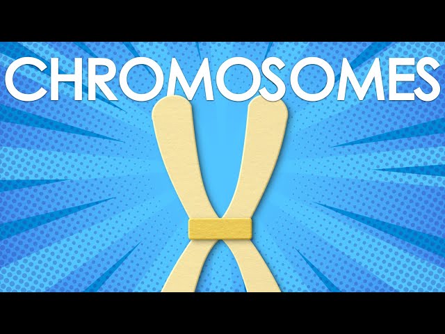 Chromosomes: structure and function