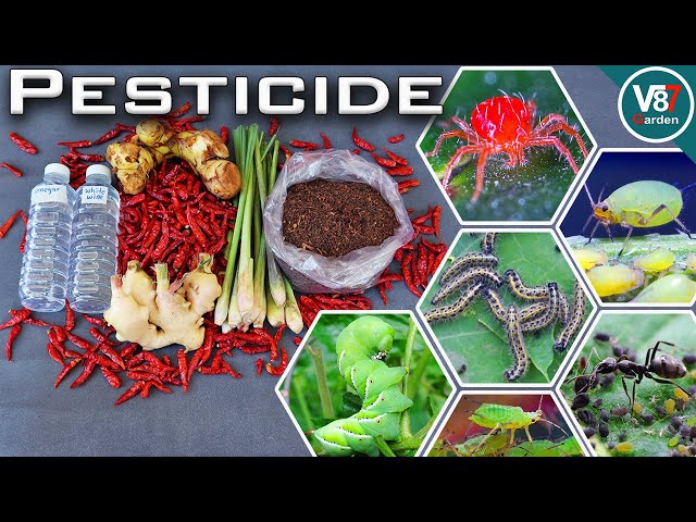 How to Make an Organic Pesticide at Home