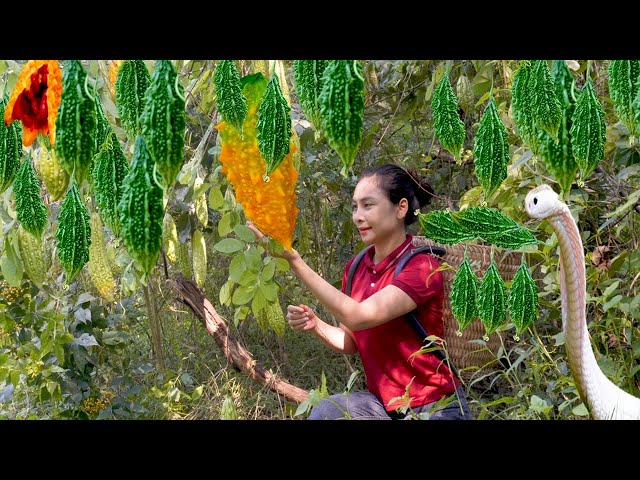 How to Harvesting Bitter Melon Fruit Garden goes to the market sell - Cooking - Lý Thị Cam