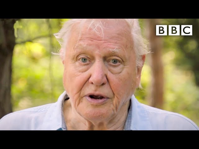 We need IMMEDIATE action to stop extinction crisis, David Attenborough - BBC