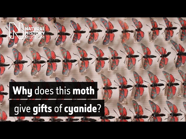 Why does this moth give gifts of cyanide? | Natural History Museum
