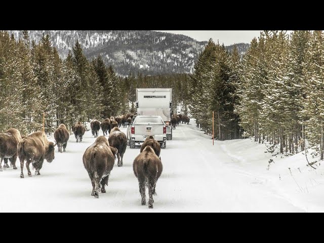 How Amazon Delivers to Customers in Yellowstone National Park During the Winter