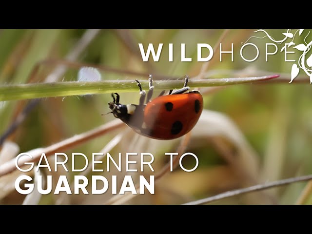 Gardener to Guardian, Rewilding the Nature Around You | WILD HOPE