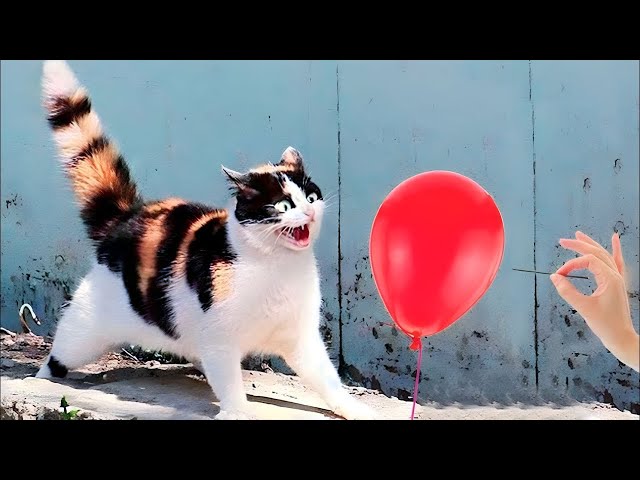 Best Funny Animal Videos Of The 2023 🤣 - Funniest Cats And Dogs Videos 😺😍