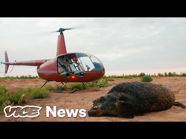 Feral Hogs Are Tearing Up Texas, So Tourists Are Shooting Them from Helicopters