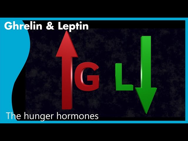 The hormones that control hunger