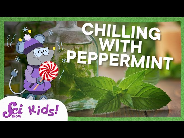 Why Does Peppermint Taste So Cold? | SciShow Kids