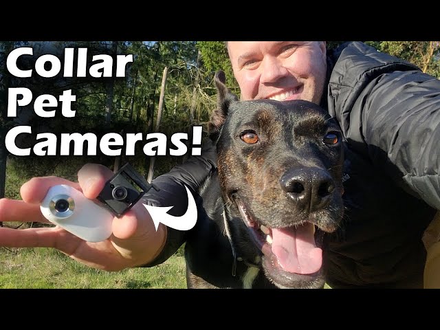 Best Collar Pet Camera Review - Mr Petcam HD vs A100 - Which is the Best Pet Camera?