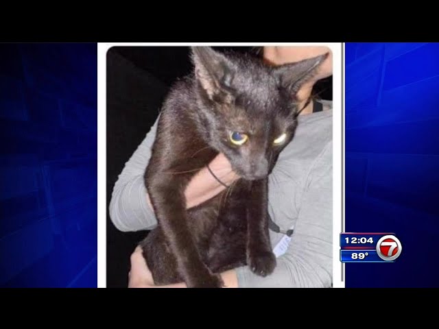 Cat missing after Surfside condo collapse found alive