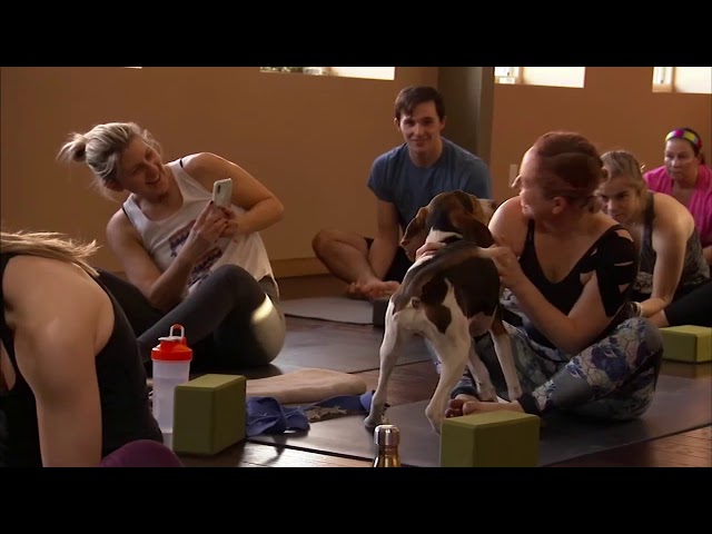 Shelter Me: Yoga for puppies with puppies