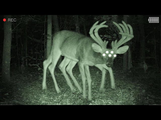 Trail Cam Captures What No One Was Supposed To See (15 clips)
