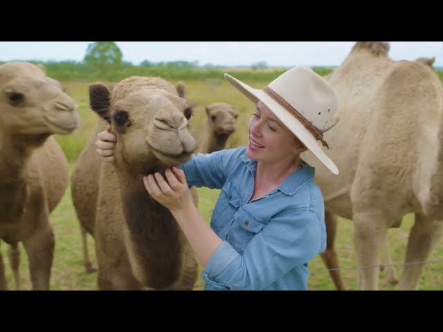 TikTok Sparks Good: Camel queen @yasminbrisbane shakes up Aussie farming