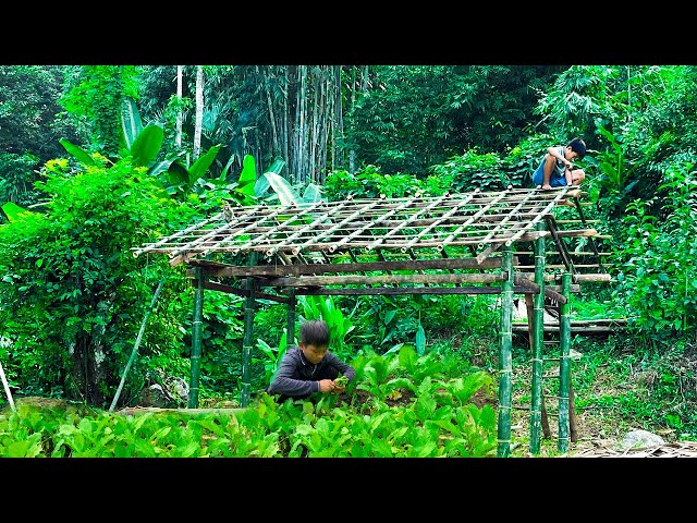 Finishing a Bamboo House Frame Alone, Harvesting Beans and Vegetables on the Farm to Sell #boy