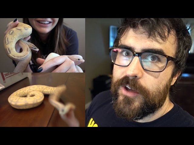 NEW BABY SNAKES! Ball Python Unboxing | Family Vlog