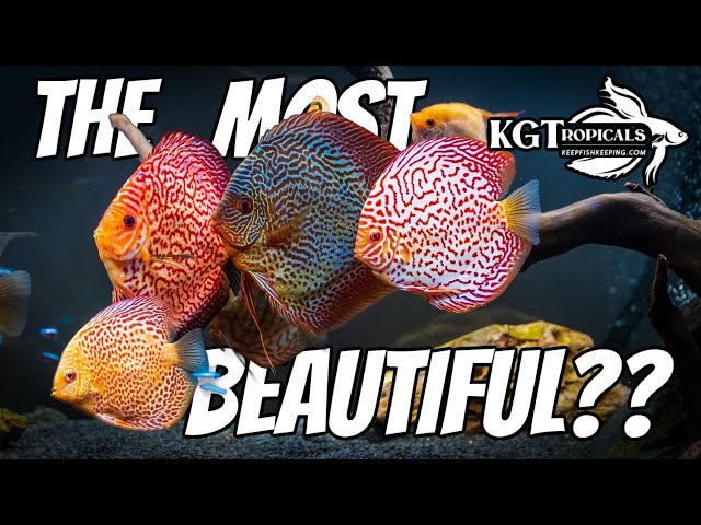 What Are The Most Beautiful Fish In The Hobby?