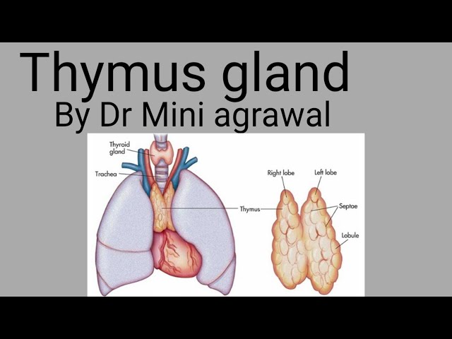 thymus gland| by Dr Mini Agrawal