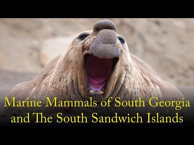 Marine Mammals of South Georgia and The South Sandwich Islands