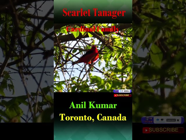 Scarlet Tanager Most Beautiful Bird