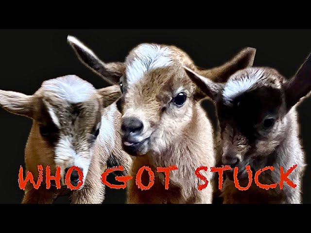 MORE BABY GOATS: Difficult Birth! Triplets - #1 already out, #2 stuck, #3 slip & slide!