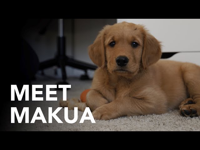 We Got a New Puppy! | Keeping Up with The Goldens