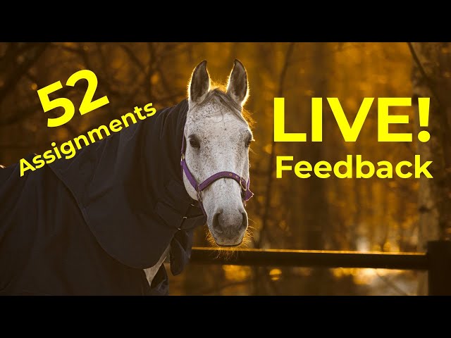 52 Assignments Live Feedback - January