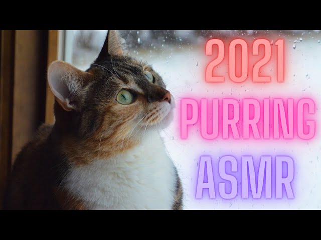 ASMR Raining Day with Cat  Purring 2021