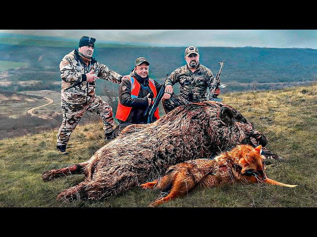 Attacks by aggressive wild boars. Amazing wild boar hunting and Caucasian Tur in Chechen Republic