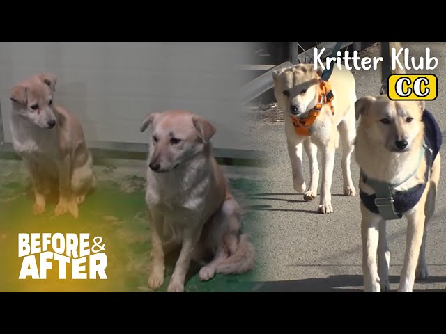 The Dog Says "My Brother Won't Talk To Me Anymore" I Before & After Ep 99