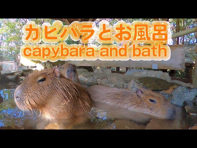 Capybara in the spa